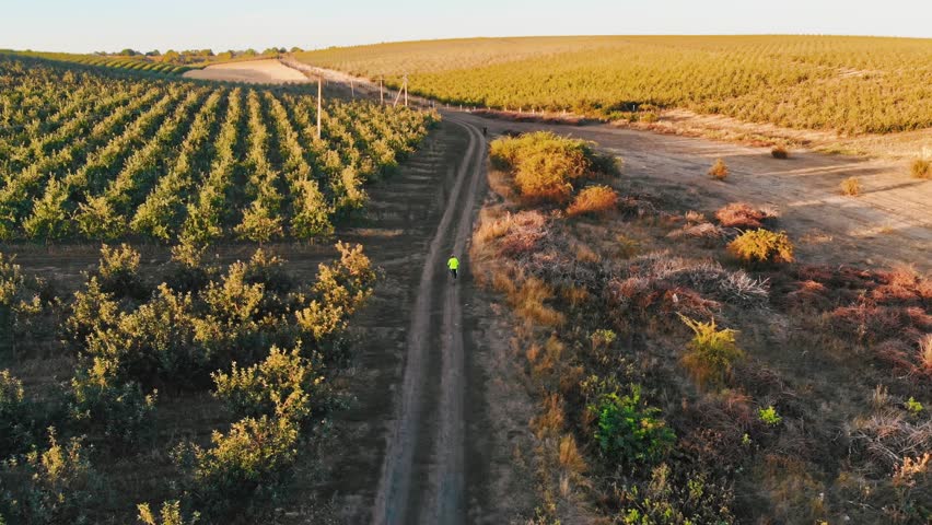 Cyclist in bright yellow shirt rides bicycle along dusty rural road between agricultural fields during sunset.