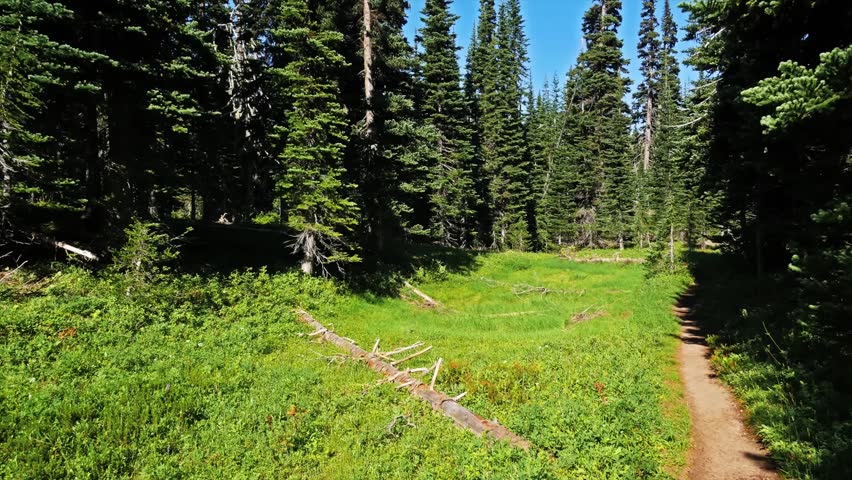 A peaceful view of a dirt hiking trail winding through a vibrant green subalpine meadow surrounded by dense evergreen forest on a sunny day. This footage captures the natural beauty and serene wildern