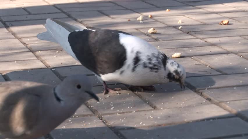 People feed pigeons with grain crumbs in park. Close up pigeons are shown