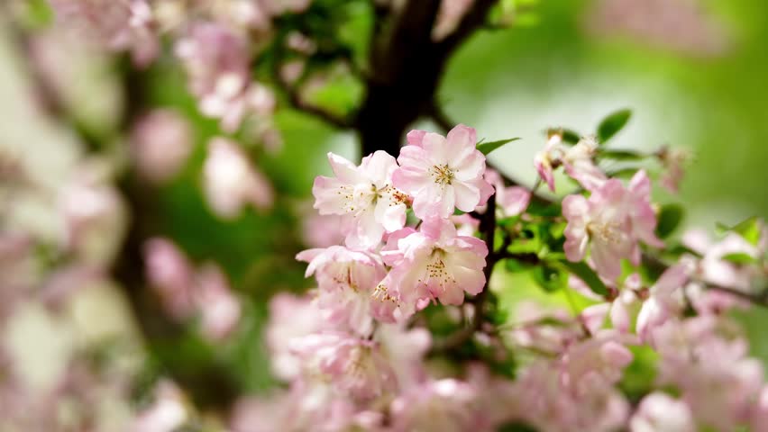 Pretty Cherry Blossoms in nature