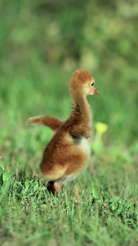 Sandhill Crane Colt Chick Baby Jumps Happy 