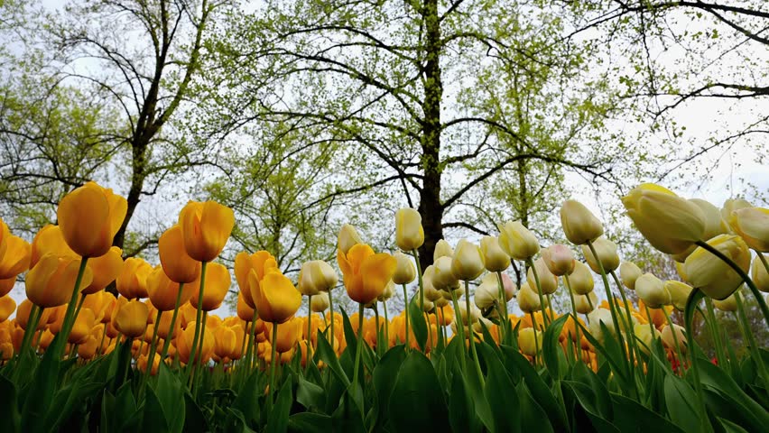 Real Time Yellow White Tulips Spring Garden. Zoom Out. Low Angle. Morges, Vaud, Switzerland.
