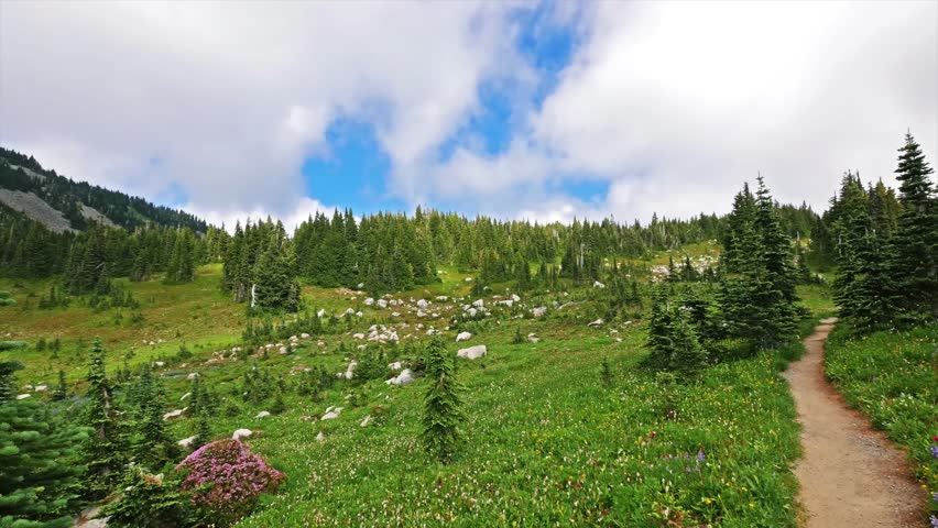 footage captures a dirt hiking trail winding through lush green alpine meadows filled with vibrant wildflowers and scattered rocks in the beautiful Spray Park area of Mount Rainier National Park, Wash