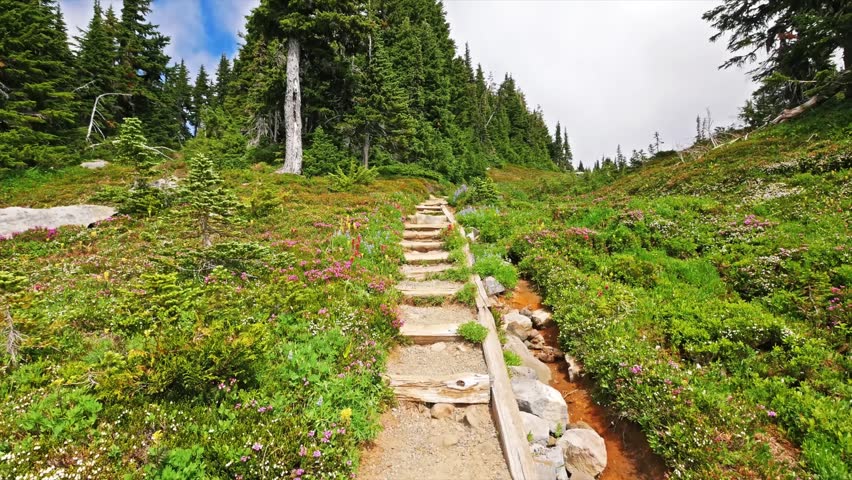 A scenic view of a dirt and wooden step hiking trail ascending a lush green hillside filled with wildflowers and evergreen trees in the remote Mowich Lake area of Mount Rainier National Park on a part