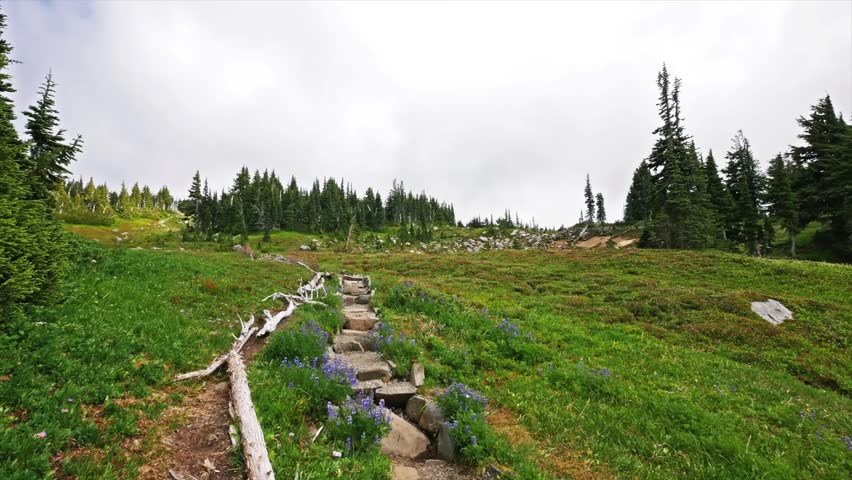 A scenic view of the Spray Park Trail featuring lush green alpine meadows, vibrant purple lupine wildflowers, and a rustic wooden log bridge leading toward a dense evergreen forest under a cloudy sky