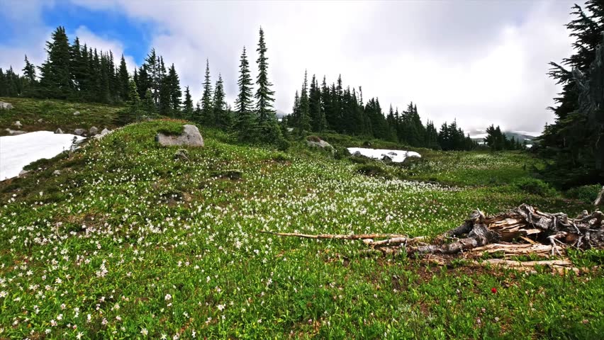 Footage of lush green subalpine meadows filled with white wildflowers (likely avalanche lilies) and evergreen trees along the Spray Park Trail in Mount Rainier National Park during the summer season