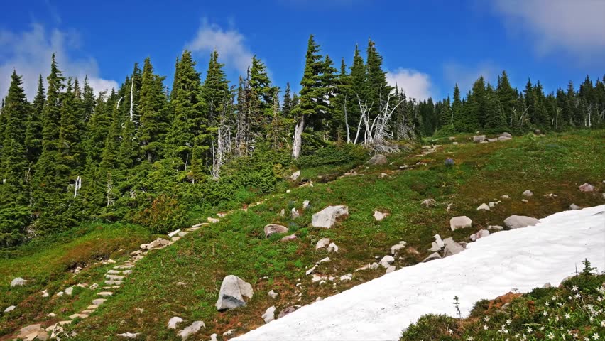 Scenic view of a vibrant green subalpine meadow with scattered rocks and evergreen trees under a deep blue sky with white clouds in Mount Rainier National Park, Washington, USA. A winding dirt trail w
