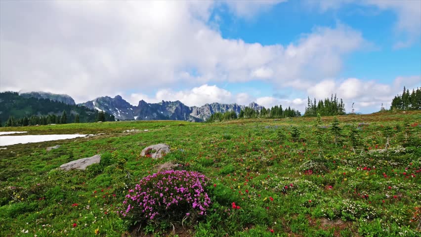 panoramic view of a vibrant subalpine meadow filled with colorful wildflowers and green grass, with rugged mountain peaks and a snow patch in the background under a blue sky with white clouds.