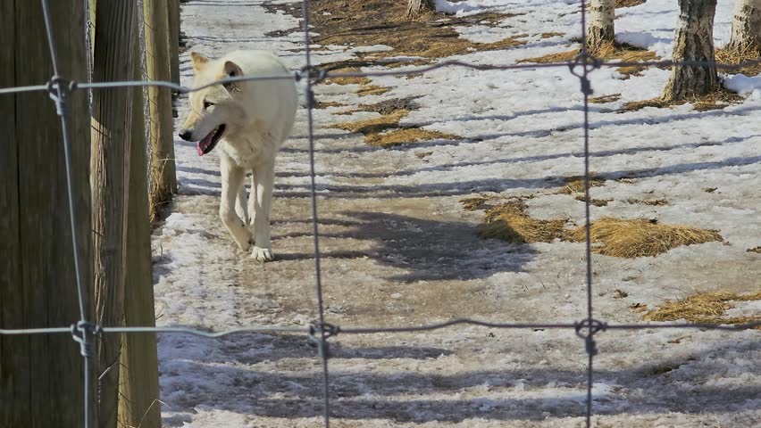 White wolf walks through a snowy enclosure behind a fence, capturing a cold winter wildlife scene with thick fur, alert posture, and natural movement across frozen ground.