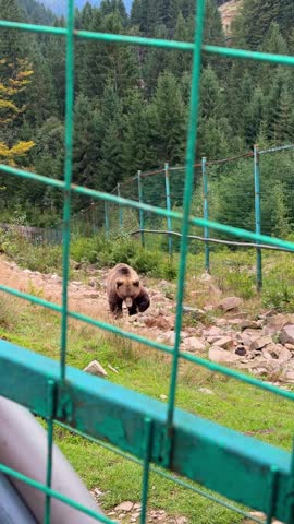 Brown bear walking in a wildlife rehabilitation center