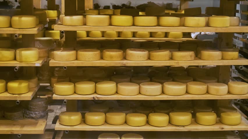 Cheese wheels aging on wooden shelves in traditional cheese cellar. Dairy storage room on small cheese farm in Armenia. Food production process. Culinary craftsmanship