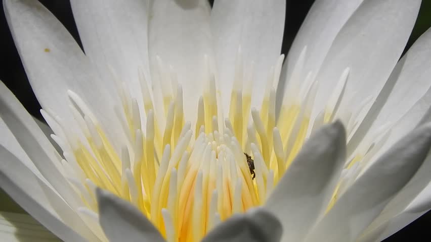 Bees on water lilly flower