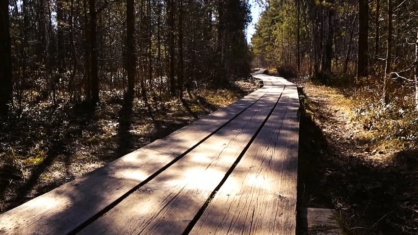 First person view moving forward along a winding wooden boardwalk path through a sunlit forest, with long shadows from the trees stretching across the trail and the surrounding marshland