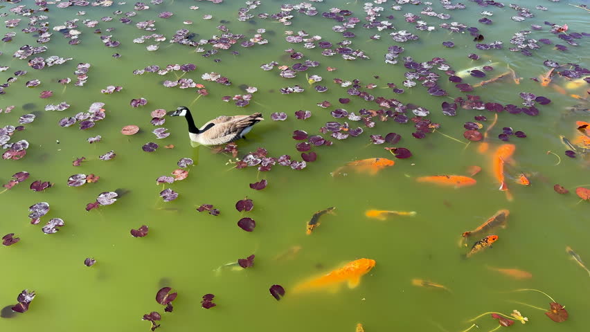 Koi fish and a Canadian Goose swimming in a pond 