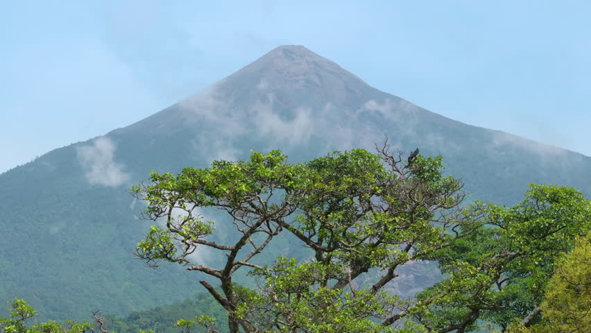 Guatemala active Fuego volcano towers majestically above dense tropical rainforest canopy with wisps of clouds drifting across its conical peak and forested slopes under clear blue sky.