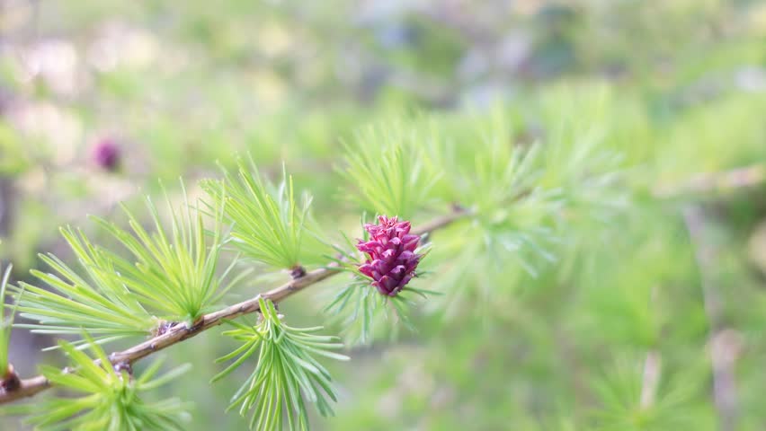 Red-purple female larch cone on branch swaying on the wind close up