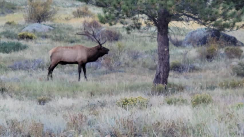 Bull elk bugling during fall mating season in the Rocky Mountains
