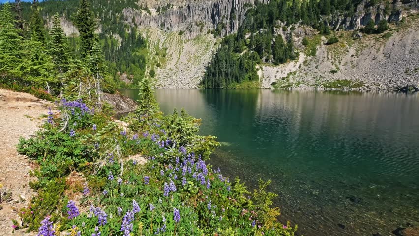 Footage captures a stunning view of vibrant purple wildflowers lining the shore of the clear, turquoise waters of Eunice Lake. In the background, rugged, steep cliffs rise above the lake, leading up t