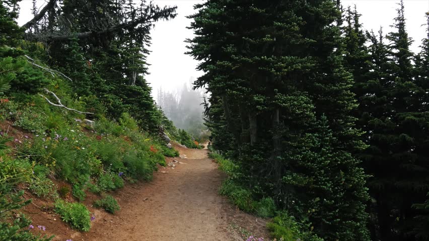 Footage of a dirt hiking trail winding through an alpine meadow and evergreen forest on the moderately strenuous Mount Fremont Lookout Trail. This popular 5.6-mile round-trip trail starts near the Sun