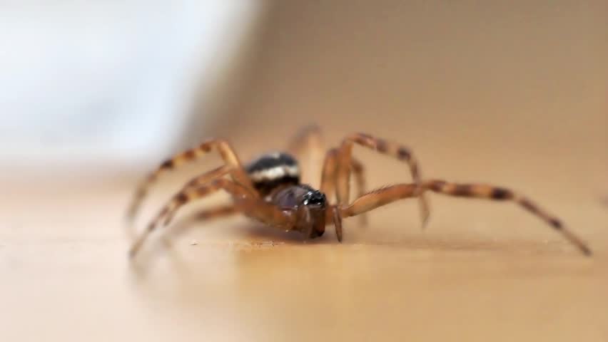 Front view macro of noble false widow spider (Steatoda nobilis) indoors, highlighting eyes and legs with shallow depth of field.