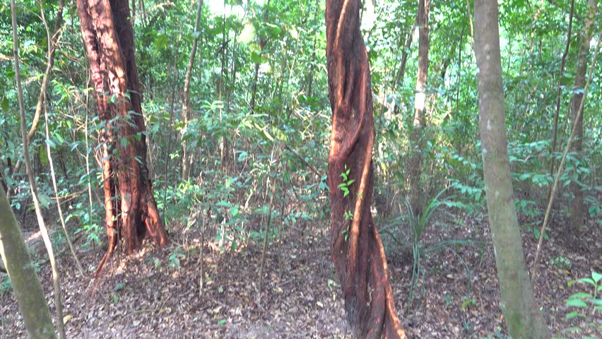 A densely entwined vine, wrap tightly. The parasite strangles the host, like a boa constrictor.. Malacca.