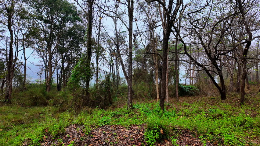 Visitors walk through a forest filled with bare trees and patches of greenery. The scene shows a cloudy day with a mix of natural elements in the landscape.