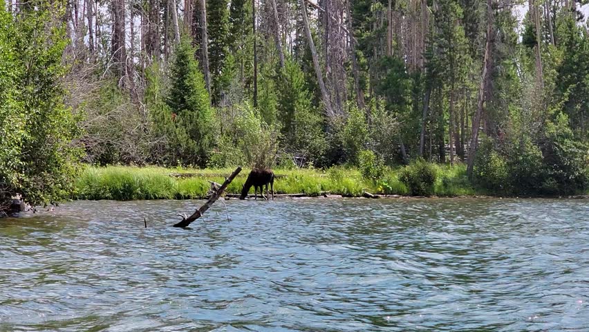 Moose drinks from a calm forest river along a grassy shoreline, surrounded by tall trees and summer wilderness, capturing peaceful wildlife behavior in a natural mountain setting.