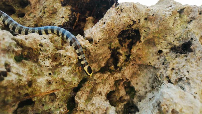 Highly venomous Laticauda colubrina moves across rocky shore near Moalboal