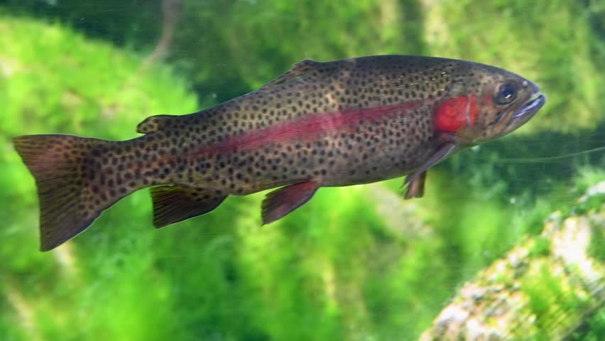 A single rainbow trout with a speckled back and reddish gill area swims through a lush freshwater pool filled with green aquatic plants.