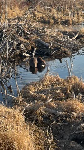 A pair of beavers on a Saskatchewan river. Sharpening their teeth and making home improvements. Peaceful, calm spring evening. 