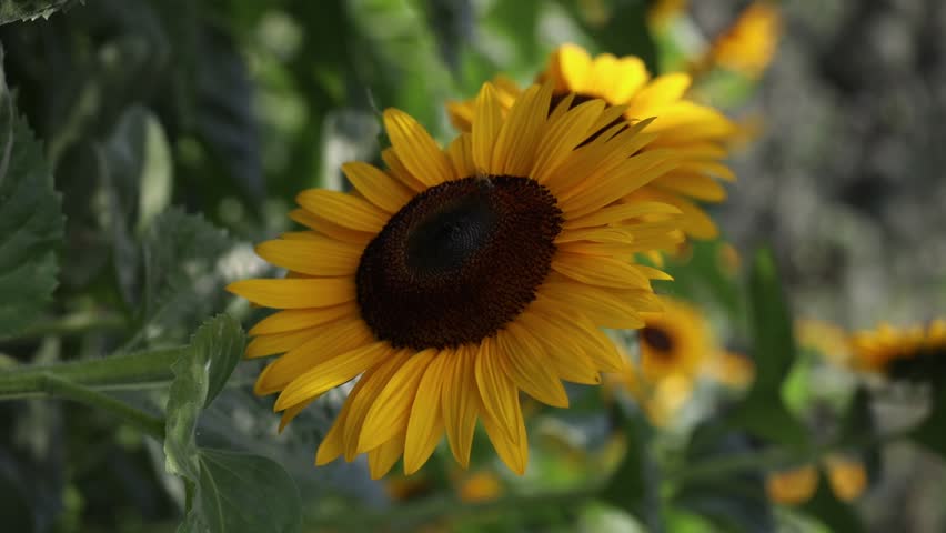 Yellow Sunflower flower plant moving with the wind during a sunny day in Lima Peru