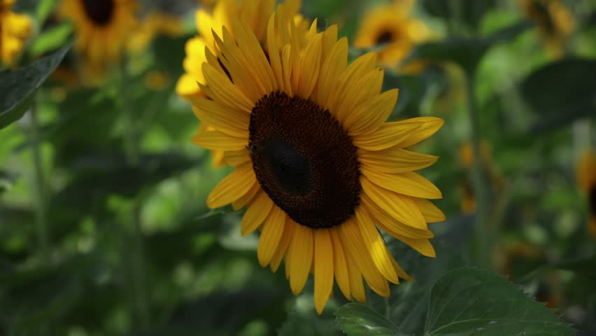 Yellow Sunflower flower plant moving with the wind during a sunny day in Lima Peru