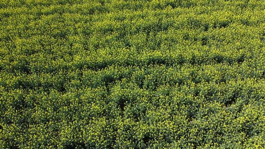 A vibrant yellow canola field in full bloom during springtime, with a small rural village and the mountains of the Brescia area in the background. Taken with a drone