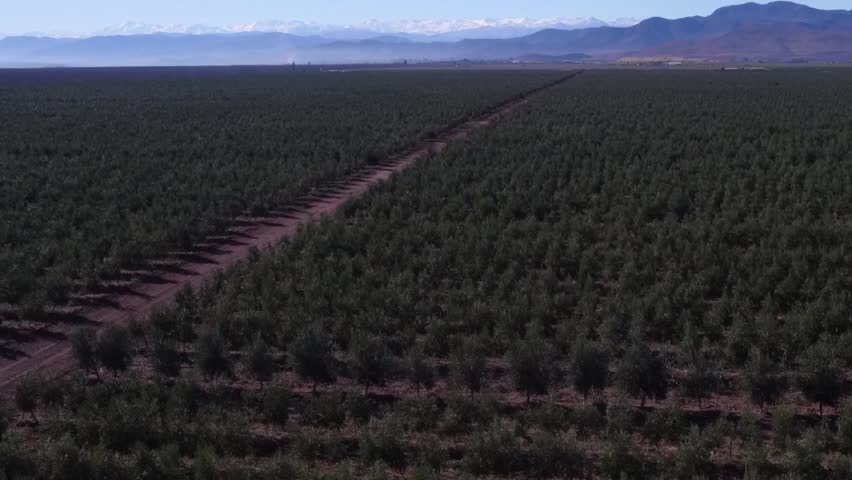 Vast olive grove stretching towards the horizon under a clear blue sky, with rows of trees cultivated for extra virgin olive oil production in a sunny agricultural landscape with mountains on back