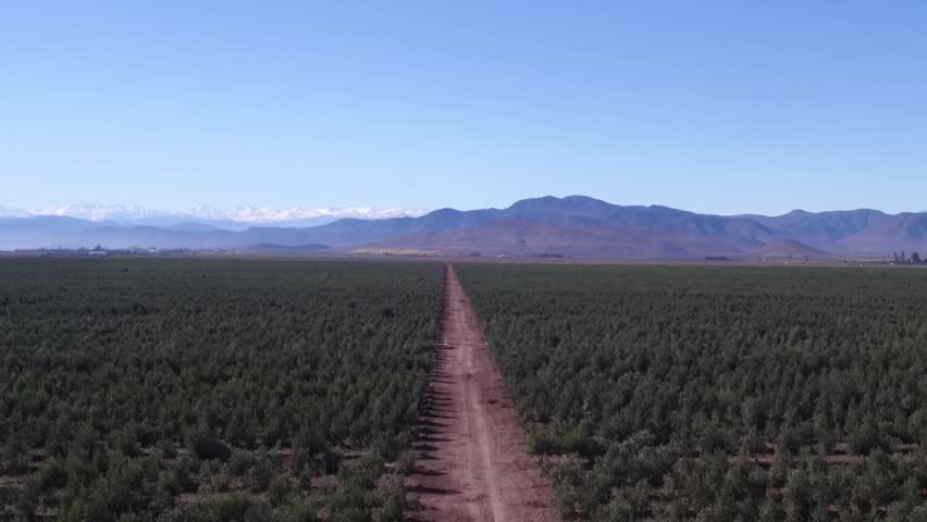 Vast olive grove stretching towards the horizon under a clear blue sky, with rows of trees cultivated for extra virgin olive oil production in a sunny agricultural landscape with mountains on back
