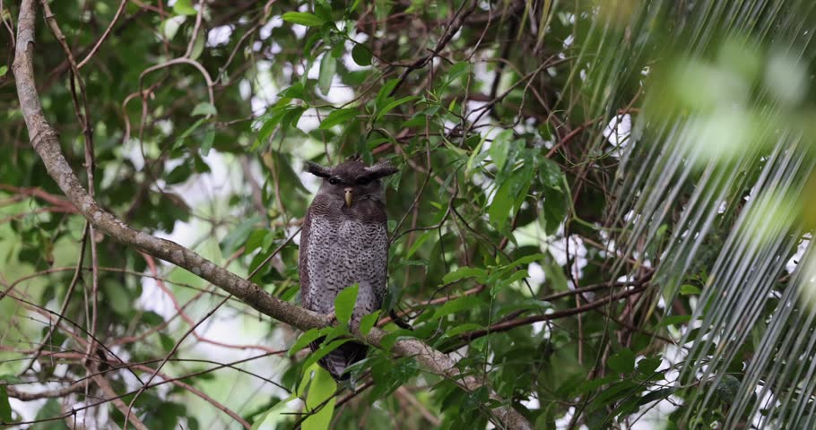 Majestic Barred Eagle-Owl perched on a mossy tree branch in Borneo’s tropical rainforest