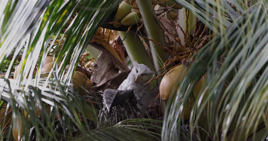 Fluffy young Barred Eagle-Owl chick camouflaged in a coconut palm tree in Borneo rainforest