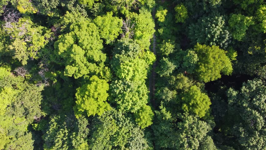 Aerial view of railway passing through forest trees