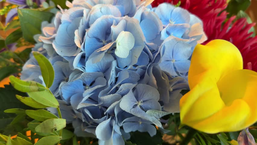 Bright bouquet with blue hydrangea, red dahlia and yellow calla