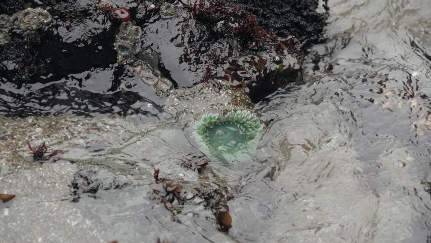 Giant Green Anemone in Pacific Tide Pool