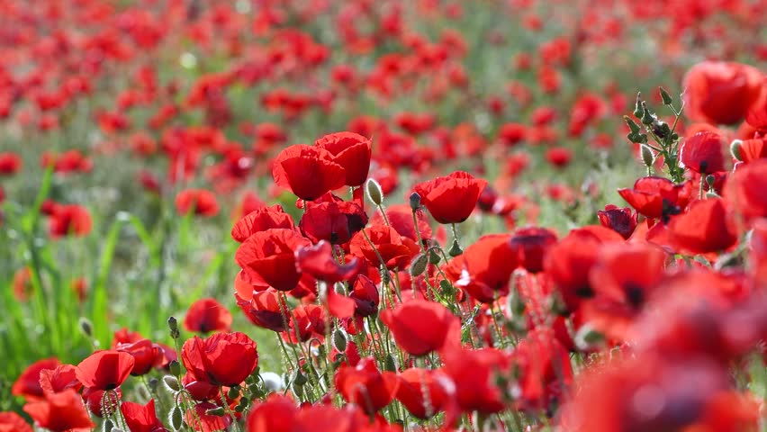 Idyllic Spring Landscape with Blooming Red Poppies in Nature Field