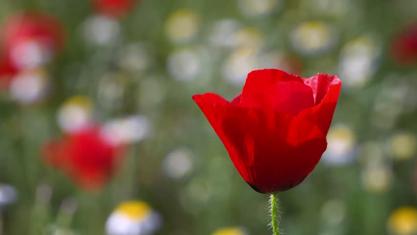Beautiful Red Poppy in Field – Close Up Nature Flower Detail