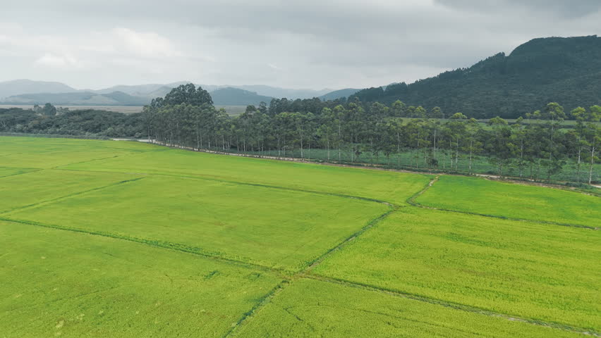 Flight over the rice field with mountains on the background. State of Santa Catarina, Brazil