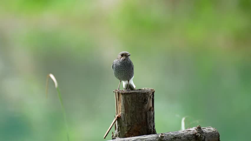 Small grey and brown songbird standing alertly on a wooden stump against a smooth blurred green background in natural wildlife habitat