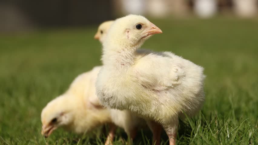 Cute baby chicks on green grass outdoors