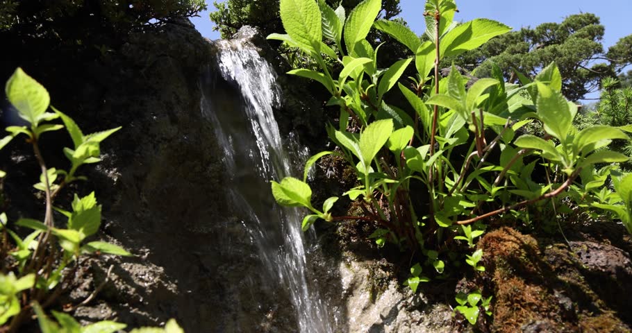 Bonsai, miniature tree, valley, waterfall, fountain in South Korea