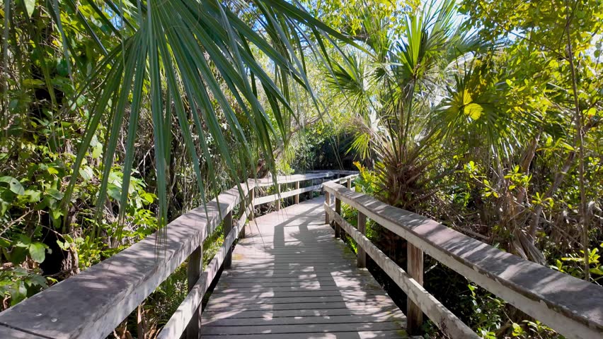 Point of view walking on a winding wooden path through a sunny, dense tropical forest in Everglades National park.