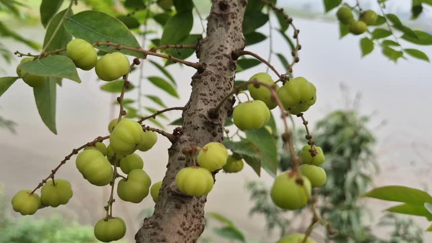 This high-quality video footage features a sharp close-up of Star Gooseberry (Phyllanthus acidus), also known as Orboroi, growing in dense clusters directly from the tree trunk and branches. The scene highlights the pale green, ribbed texture of the sour fruits against a soft, blurred natural background. Ideal for projects related to tropical agriculture, healthy organic foods, botanical studies, and exotic fruit farming.