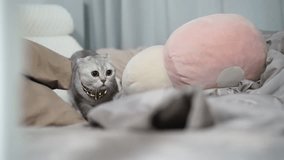 Gray cat with soft fur lying cozy bed and blanket, relaxed and peaceful home interior, blurred background, gentle plush texture, domestic pet comfort, inviting atmosphere for rest and tranquility - Powered by Shutterstock - Get 15% off with code: PIKWIZARD15