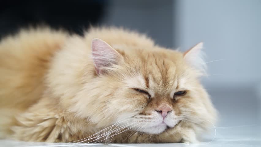 Fluffy cat long hair orange fur relaxed lying down sleepy domestic animal pet whiskers cute feline resting floor with soft expression, close up whiskers sleepy domestic pet soft fur cute feline
